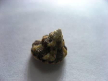 Identificazione aiuto.